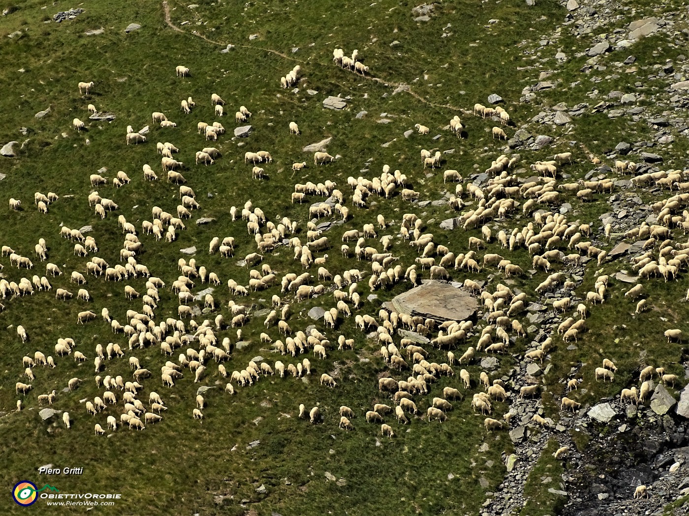 50 Un folto gregge di pecore al pascolo nella zona delle incisioni rupestri di Val Camisana - zoom.JPG
